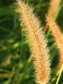 Buffel grass, Queensland